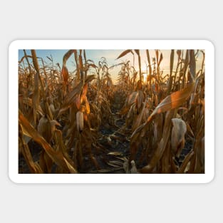 Corn field at sunset Sticker